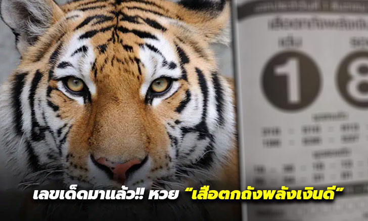 เลขเด็ดมาแล้ว!! หวย “เสือตกถังพลังเงินดี”มาก่อนใคร